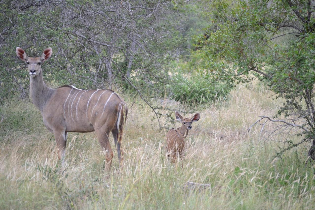 Mali Mali Safari Lodge Hoedspruit Buitenkant foto