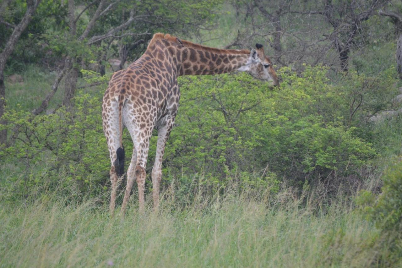 Mali Mali Safari Lodge Hoedspruit Buitenkant foto