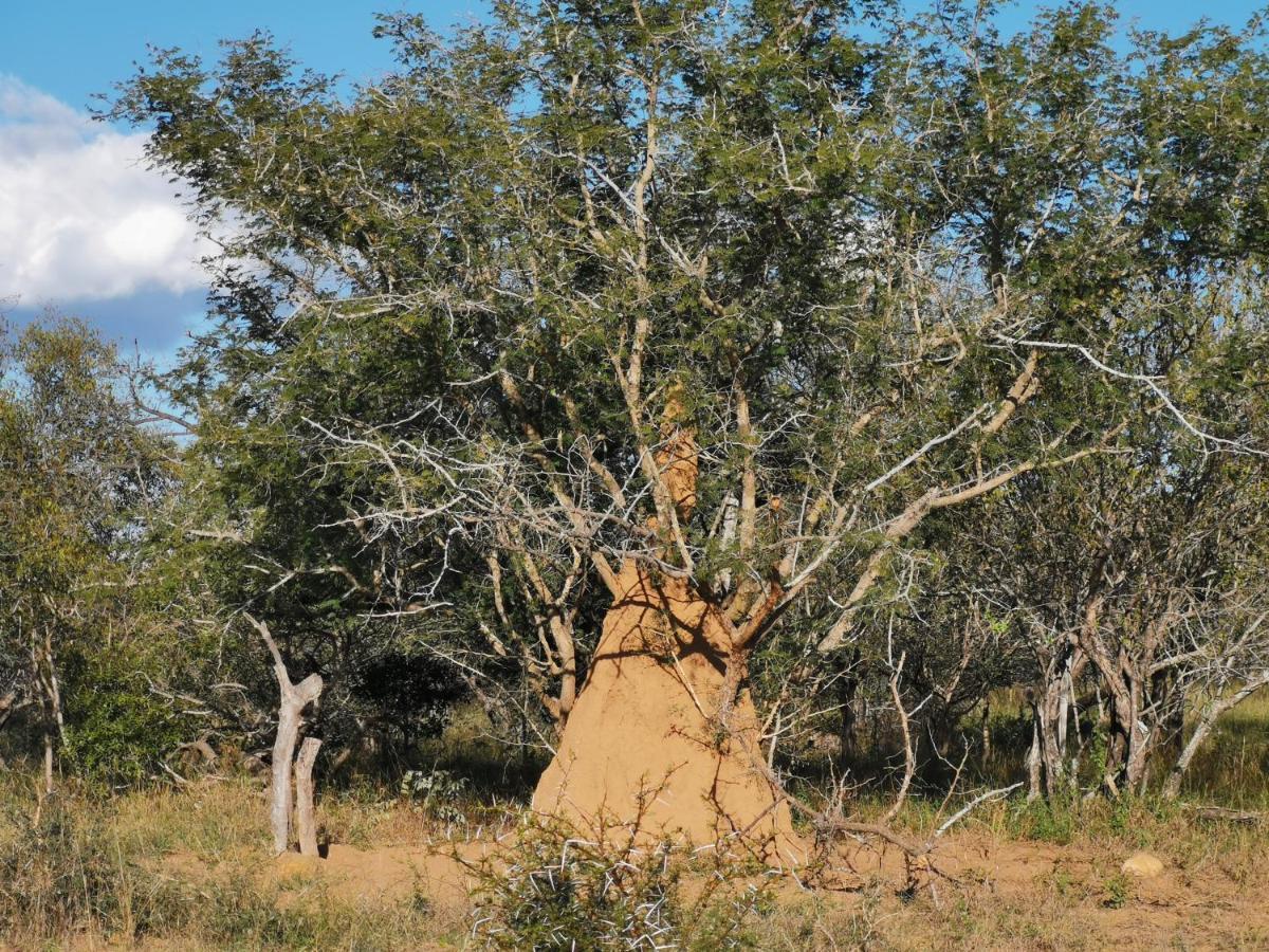 Mali Mali Safari Lodge Hoedspruit Buitenkant foto
